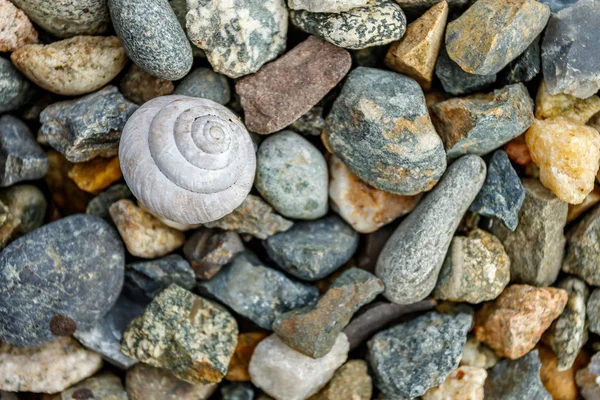 Kabuk buzlu. Bir renk, nehir, sığ çakıl müstakil deniz hayvanı kabuğu.