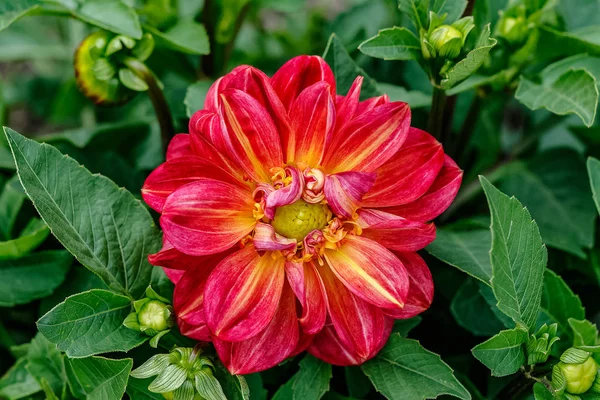 Ayrı ayrı, kendi yeşil yapraklar arasında bir Dahlia çiçek.