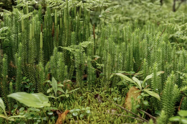Ayrı ayrı büyüyen Noel ağaçları yeşil Moss. Bulutlu havalarda. Makrofotoğrafçılık.