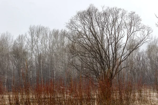 Söğüt bahar çalıları.