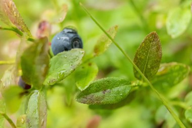 Olgun yaban mersinleri çalılıklarda.