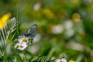 Kelebek aporia Crataegi çiçek üzerinde.8
