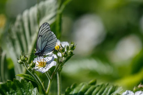 Butterfly aporia Crataegi on the flower.9 — Stock Photo, Image