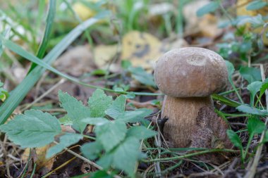 Yalnız bir mantar boletus.