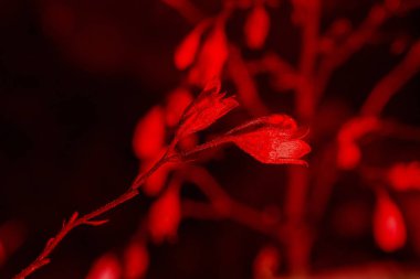 Kırmızı çiçek tomurcuğu.