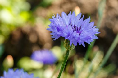 arka planı mavi çiçek.
