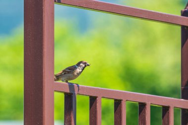 Ayrı bir yeşil arka planda, kahverengi bir levrekte oturan bir serçe..