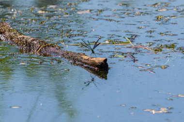 Bir yusufçuk suda ayrı bir yüzen sopaya oturur..