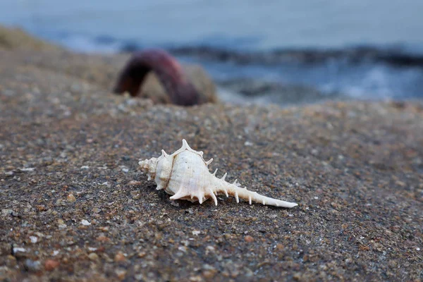 Vita Spetsiga Seashell Betongväggen — Stockfoto