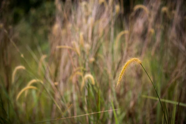 ラランや背景のボケ味 コゴン草としても知っています — ストック写真