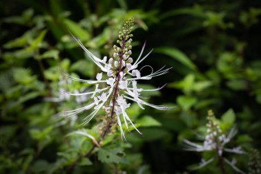 Orthosiphon aristatus ya da diğer adıyla Misai Kucing th biridir