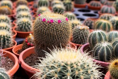 Kaktüs bitki tencerede çeşitleri. Görünümü kapatın. Seçici odak