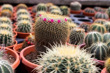 Kaktüs bitki tencerede çeşitleri. Görünümü kapatın. Seçici odak