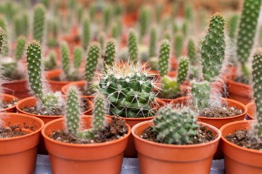 Kaktüs bitki tencerede çeşitleri. Görünümü kapatın. Seçici odak