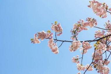 Pembe Sakura güneşli bir günde mavi gökyüzü ile. Le üzerinde kopya alanı