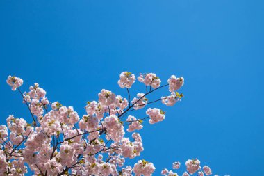 Güneşli günde mavi gökyüzü ile Pembe Sakura