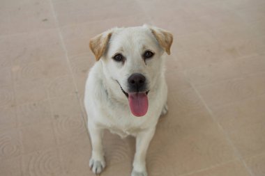 beyaz genç Köpek gülümsüyor