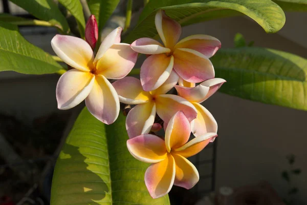 Flor Frangipani Tropical Spa Diseño Frontera Plumeria —  Fotos de Stock