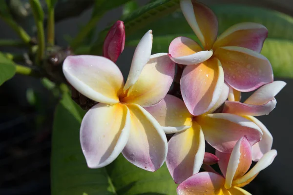 Frangipani Tropischen Kurort Blume Pluteria Border Design — Stockfoto