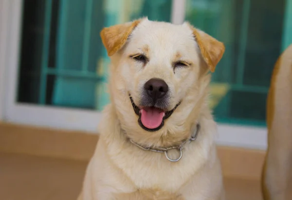 beyaz genç Köpek gülümsüyor