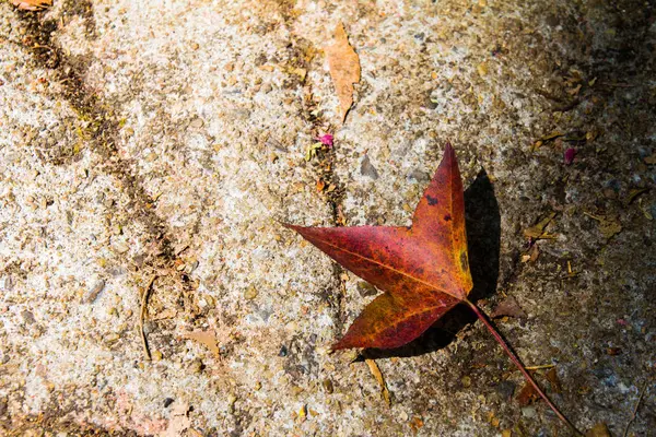 Yerde yatan düşmüş sonbahar renkli akçaağaç yaprakları