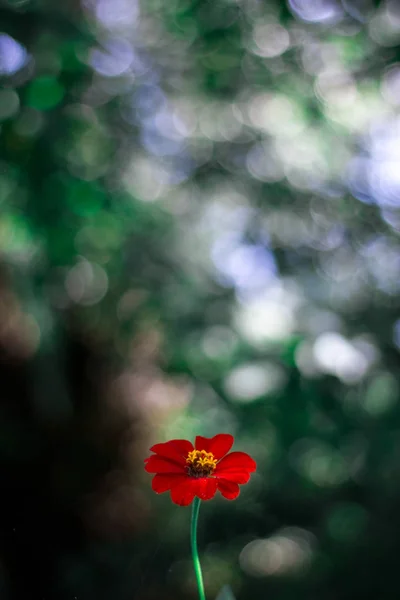 Vacker Röd Blomma Mot Bakgrund Bokeh Solig Sommardag — Stockfoto
