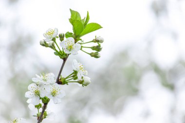 Beyaz kiraz çiçekleri yakın plan. Bahar çiçeği resmi olan bir kartpostal. Metin için boşluk.