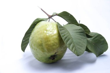 Taze yeşil guava izole edilmiş beyaz arka plan. Ağaçtan yeni çıkmış yeşil yapraklar ve guava meyveleri. Sağlıklı yemek fotoğrafı konsepti