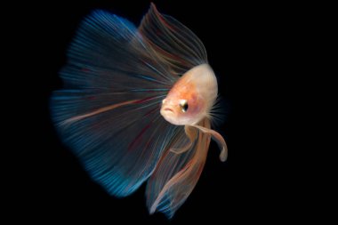 Kırmızı şeffaf renkli betta balığı izole edilmiş siyah arkaplan