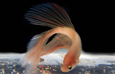 Kırmızı şeffaf renkli betta balığı izole edilmiş siyah arkaplan