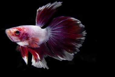 Kırmızı ve beyaz renkli betta balığı izole edilmiş siyah arkaplan