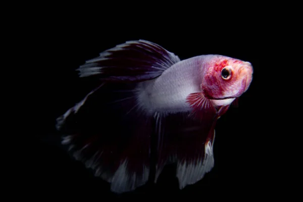 Beta Fisch Mit Roter Und Weißer Farbe Isoliert Schwarzen Hintergrund — Stockfoto