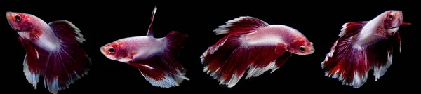 Collection Betta Fish Red White Color Isolated Black Background — Stock Photo, Image