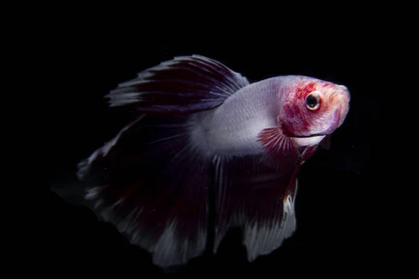 Peixe Betta Com Cor Vermelha Branca Isolado Fundo Preto Imagens Royalty-Free