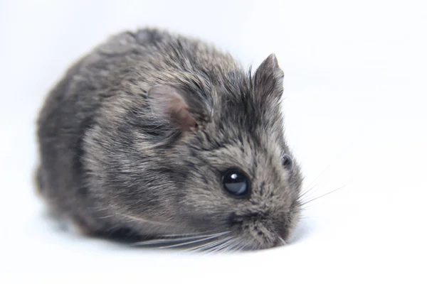 Beyaz arka planda izole edilmiş şişman gri tüylü hamster. Güneş tohumlu ya da cüceli hayvanları besleyin. sevimli ve sağlıklı yetişkin hamsterlar.