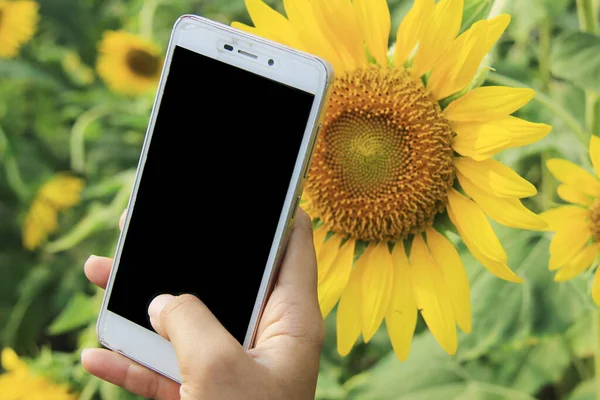 Blank Screen Mobile Phone Sunflower Background Technology Concept Flower Garden Royalty Free Stock Photos