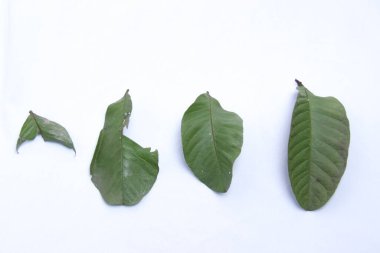 Guava yapraklarının varyasyonları izole edilmiş beyaz arka planda. Guava yaprakları mide ağrısı, diyabet, kolesterol ve diğerleri için faydalıdır.