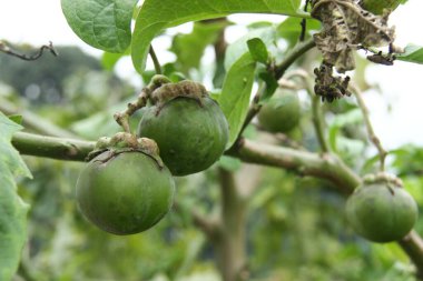 Meyve veren mangosteen ağacı (Garcinia mangostana). Yeşil bahçelerin arka planında hala çiğ olan yeşil mangosteen. Meyve bahçesinde yemyeşil tropikal bitkiler