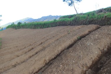 Tepedeki havuç bahçesinin sabah manzarası. Endonezya 'nın dağlık kesimlerinde tarım