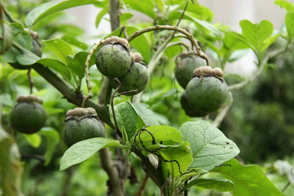 Mangosteen Tree Garcinia Mangostana Which Bears Fruit Green Mangosteen Still — Stock Photo, Image