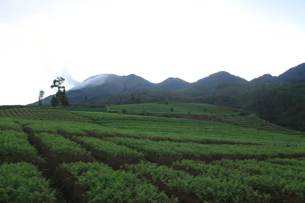 Tepedeki havuç bahçesinin sabah manzarası. Endonezya 'nın dağlık kesimlerinde tarım
