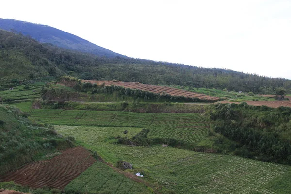 Tepedeki havuç bahçesinin sabah manzarası. Endonezya 'nın dağlık kesimlerinde tarım