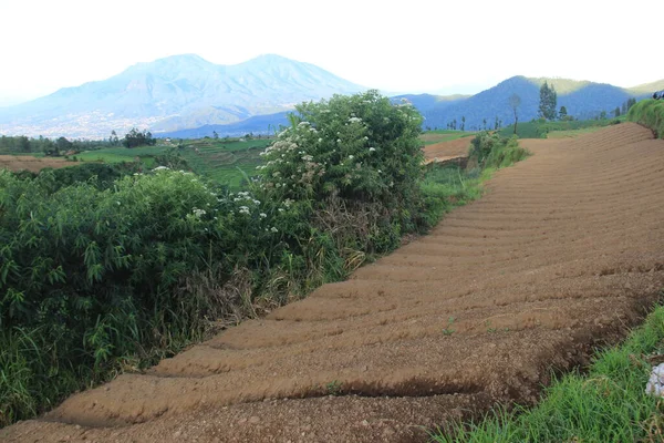 Tepedeki havuç bahçesinin sabah manzarası. Endonezya 'nın dağlık kesimlerinde tarım