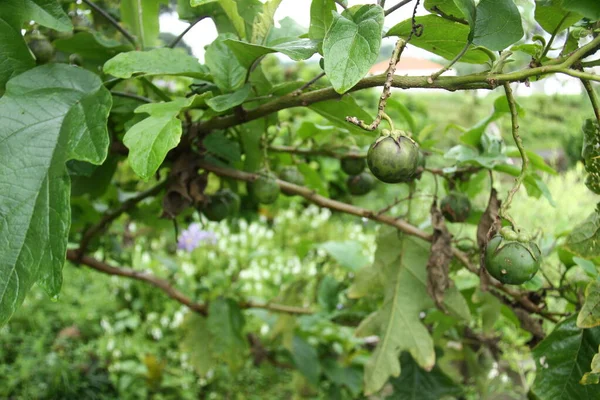 果実を持つマンゴスチンの木 Garcinia Mangostana 緑の庭を背景にまだ生きている緑のマンゴスチン 果樹園の緑豊かな熱帯植物は ストック画像