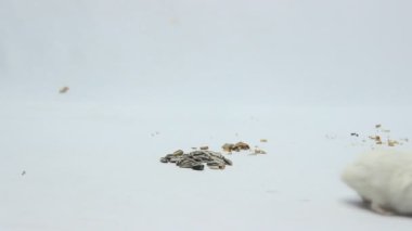 Beyaz arka planda izole edilmiş şişman gri tüylü hamster. Güneş tohumlu ya da cüceli hayvanları besleyin. sevimli ve sağlıklı yetişkin hamsterlar.