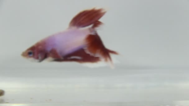 赤と白の分離された白の背景を持つベッタ魚 — ストック動画