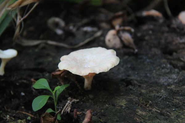 Ağaç dalında yetişen beyaz mantar. Zehirli yabani mantarlar