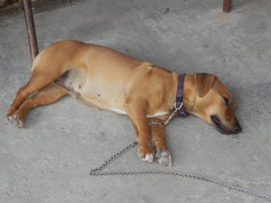 Köpek, yere dinlenme.