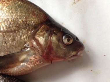 Çiğ balık başkanı.