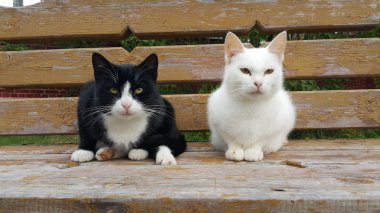 Kediler ve yüzler. İki kardeş.